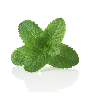 Zelený čaj Puro - máta, Fairtrade, 25 x 2 g