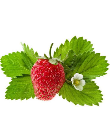 Černý čaj Puro - lesní ovoce, Fairtrade, 25 x 2 g