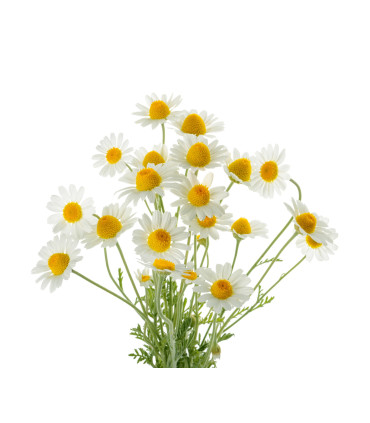 Bylinný čaj Puro - Heřmánkový, bio, Fairtrade, 25 x 1 g