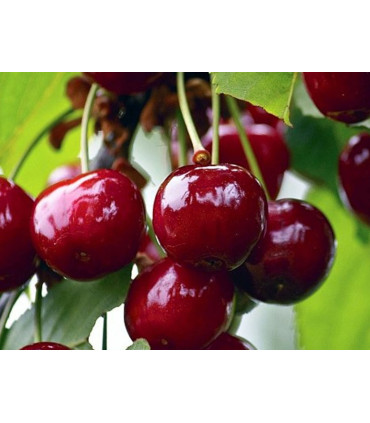 Ovocný čaj Teekanne - sladká višeň, 20 x 2,5 g