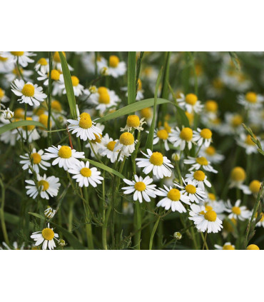 Heřmánkový čaj Pure Tea Selection, 20 x 1,6 g