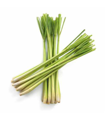 Bylinný čaj Gepa - zázvor s citrónovou trávou, bio, 20 x 1,5 g