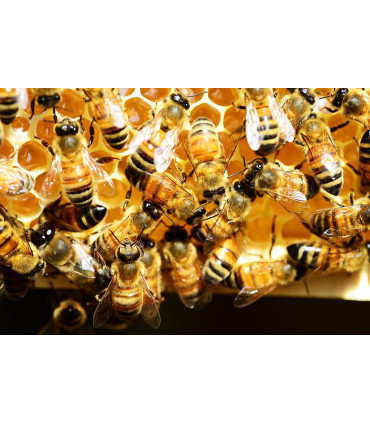 Porcovaný květový med ve vaničkách, 48 x 15 g