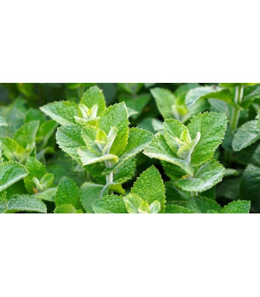 Bylinný čaj London Tea - máta, Fairtrade 20 sáčků x 1,5g