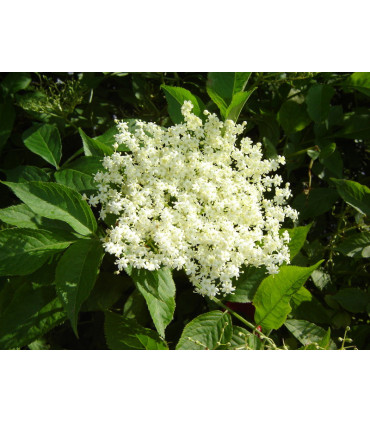 Teekanne Ovocný čaj Garden Selection černý bez citron, 20 x 2,25 g