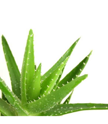 Krém na ruce Isolda - regenerační, 100 ml