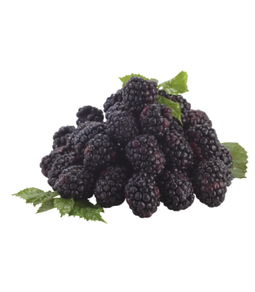 Ovocný čaj Pure - lesní plody, 25x 3,5 g