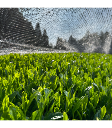 Zelený čaj Teekanne - Sencha royal, 20x 1,75 g