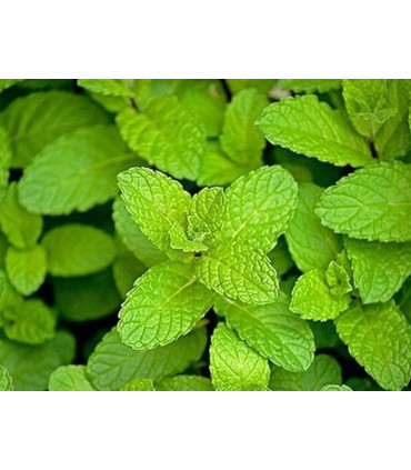 Bylinný čaj Hampstead - mátový, bio, 20 x 2 g